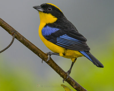 BLUE-WINGED MOUNTAIN TANAGER