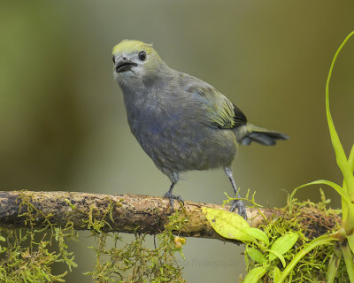 PALM TANAGER