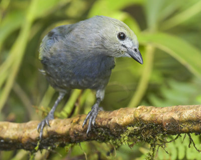 PALM TANAGER