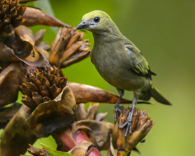 PALM TANAGER