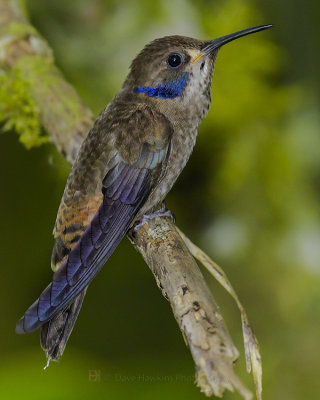 BROWN-VIOLETEAR