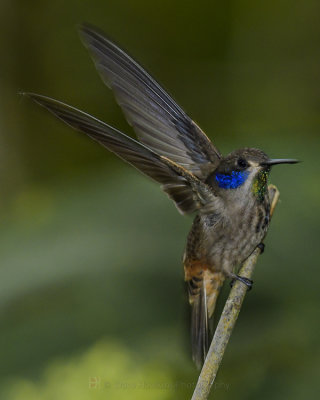 BROWN-VIOLETEAR