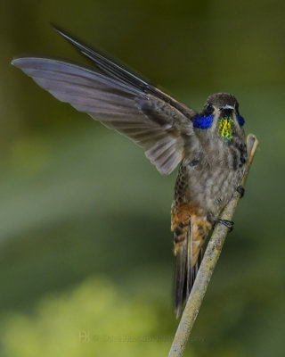 BROWN-VIOLETEAR