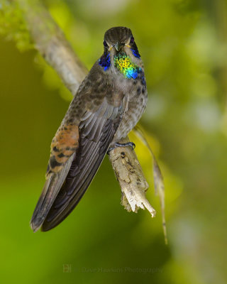 BROWN-VIOLETEAR