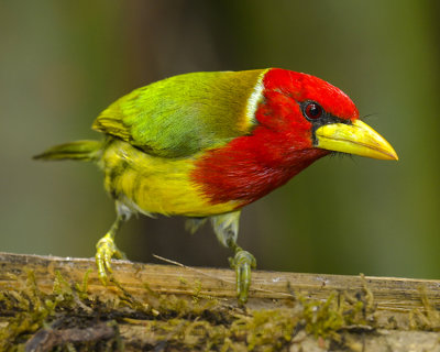 RED-HEADED BARBET