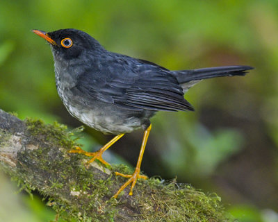 SLATY-BACKED NIGHTINGALE-THRUSH