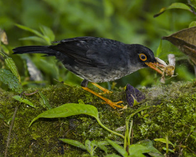 SLATY-BACKED NIGHTINGALE-THRUSH