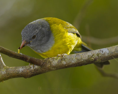 GRAY-HOODED BUSH-TANAGER