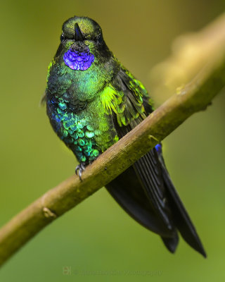 GLOWING PUFFLEG