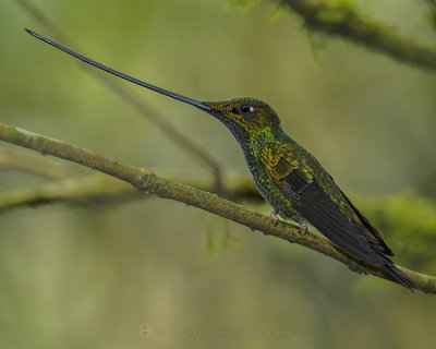 SWORD-BILLED HUMMINGBIRD
