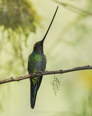 SWORD-BILLED HUMMINGBIRD