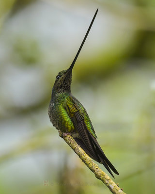 SWORD-BILLED HUMMINGBIRD