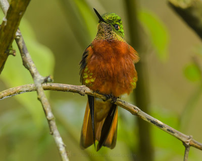 CHESTNUT-BREASTED CORONET