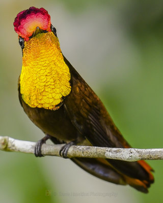 RUBY-TOPAZ HUMMINGBIRD