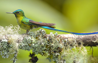 LONG-TAILED SYLPH