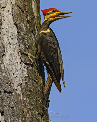 PILEATED WOODPECKER