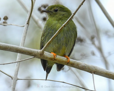 LANCE-TAILED MAIKIN ♀