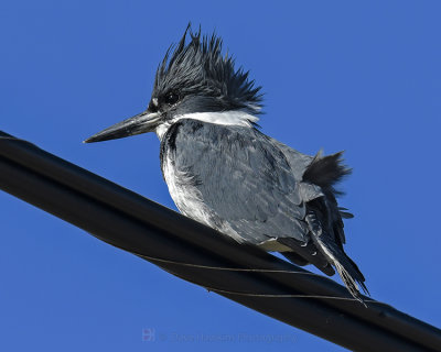 BELTED KINGFISHER ♂