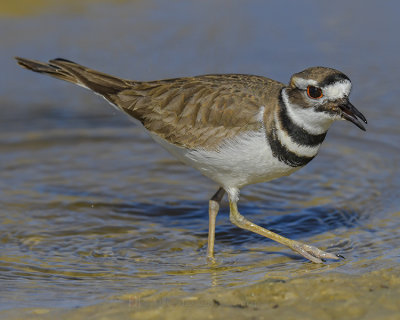KILLDEER