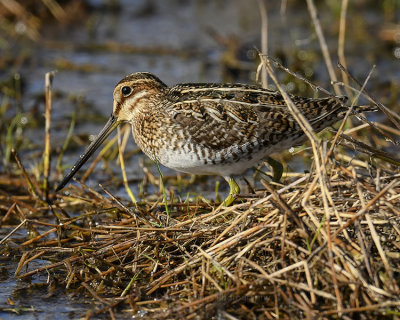 WILSON'S SNIPE