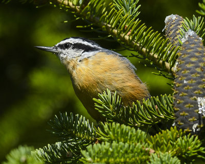 NUTHATCHES