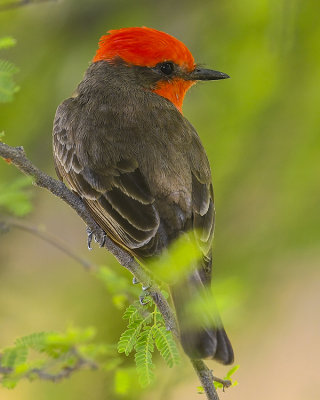 VERMILLION FLYCATCHER ♂