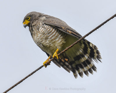 ROADSIDE HAWK