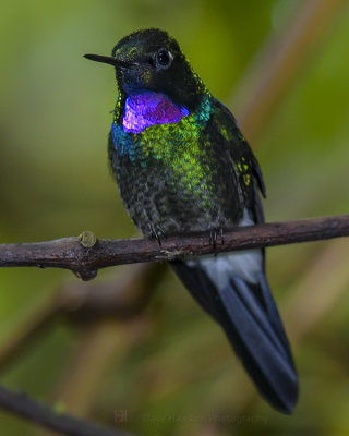 TOURMALINE SUNANGEL