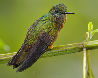 BUFF-TAILED CORONET