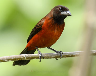 CRISON-BACKED TANAGER