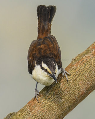 BICOLORED WREN