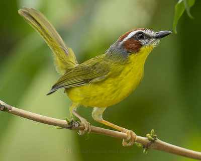 RUFOUS-CAPPED WARBLER
