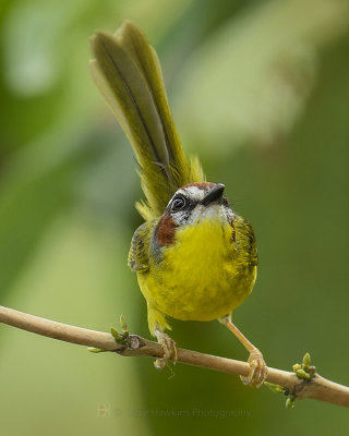 RUFOUS-CAPPED WARBLER