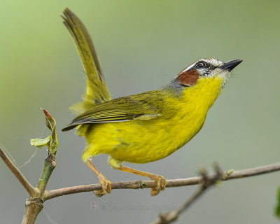 RUFOUS-CAPPED WARBLER