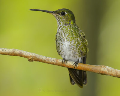 MANY-SPOTTED HUMMINGBIRD