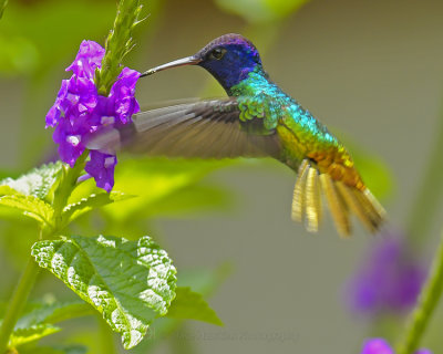 GOLDER-TAILED SAPPHIRE