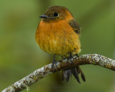 CINNAMON FLYCATCHER