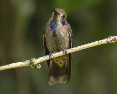 BROWN VIOLETEAR