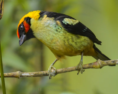 FLAME-FACED TANAGER