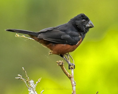 CHESTNUT-BELLIED SEED-FINCH