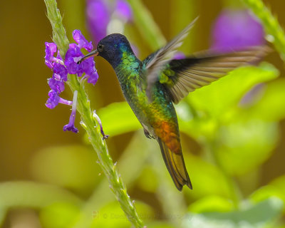 GOLDER-TAILED SAPPHIRE