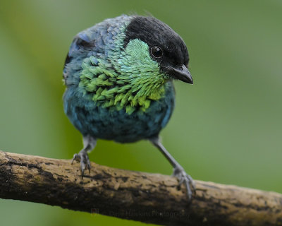 BLACK-CAPPED TANAGER