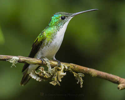ANDEAN EMERALD