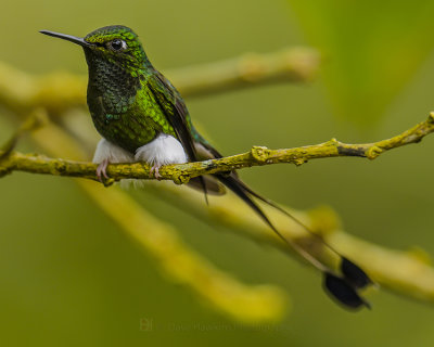 BOOTED RACKET-TAIL