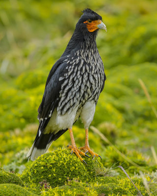 CARUNCULATED CARACARA