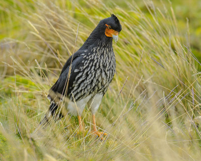 CARUNCULATED CARACARA