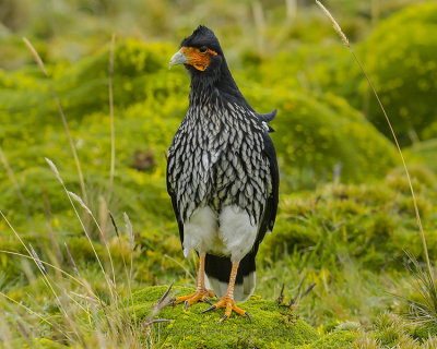 CARUNCULATED CARACARA