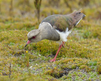 ANDEAN LAPWING