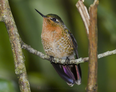 TYRIAN METALTAIL