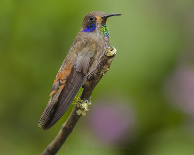 BROWN VIOLETEAR
